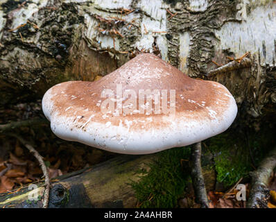 Close up of birch champignon, Fomitopsis betulina, croissant sur les bouleaux tombés morts en automne journal woodland, Ecosse, Royaume-Uni Banque D'Images