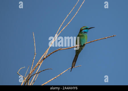 Little Green bee-eater Banque D'Images