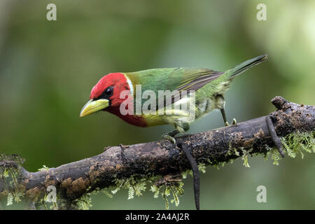 Gros plan du Barbet à tête rouge ( Eubucco bourcierii) perché sur une branche moussue au nord-ouest de l'Équateur. Banque D'Images