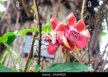 Cannon Ball Tree Flower Banque D'Images