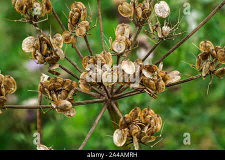 Graines de persil de vache, Anthriscus sylvestris Banque D'Images