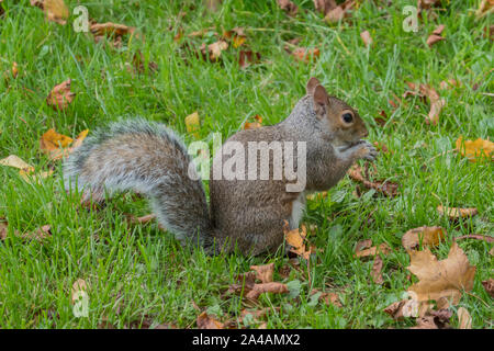 L'écureuil gris Sciurus carolinensis.,,Ecureuil gris,manger,profil,Automne,Acorn Banque D'Images