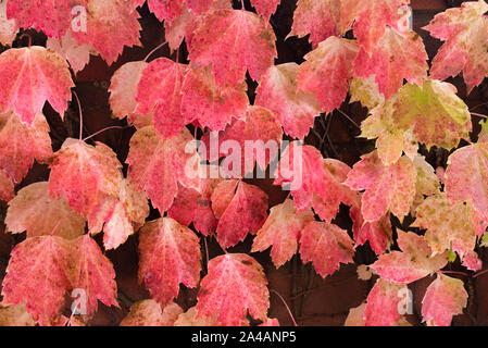 Les feuilles de vigne ( Parthenocissus quinquefolia) en couleurs d'automne, humide de pluie. Banque D'Images