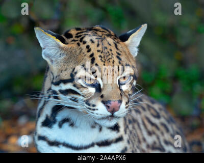 L'ocelot Leopardus pardalis Portrait (captifs) Banque D'Images