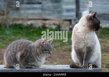 Deux cute cats sont assis sur un banc en bois, l'un dort, l'autre est à la recherche sur le côté, dans le contexte du mur de la vieille maison, je Banque D'Images