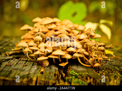 Quelques beaux champignons dans la forêt d'automne nature Banque D'Images