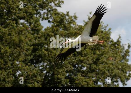 Juvéniles élevés en captivité Cigogne Blanche (Ciconia ciconia) battant chênes passé peu après leur libération, Knepp estate, Sussex, Royaume-Uni, août 2019. Banque D'Images