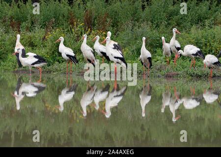 Cigogne Blanche (Ciconia ciconia) groupe reposant sur les marges d'un étang, Knepp estate, Sussex, Royaume-Uni, août. Banque D'Images