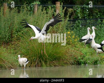 Juvéniles élevés en captivité à des cigognes blanches (Ciconia ciconia), volant et marchant d'un enclos temporaire le jour de diffusion sur l'Knepp Estate, Sussex, UK. Banque D'Images