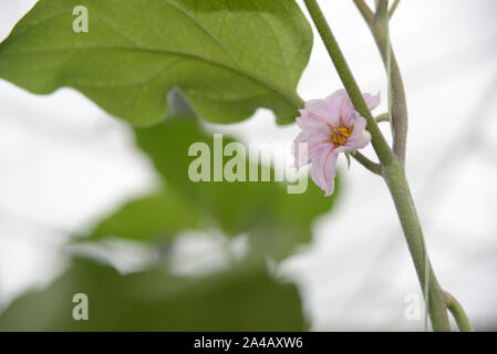 Les fleurs fleurissent dans une entreprise commerciale tunnelhouse, aubergine aubergine croissante, ou brinjal (Solanum melongena) pour le marché de gros. Banque D'Images