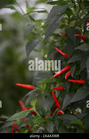 Presque prêt pour la récolte de fruits dans une entreprise commerciale tunnelhouse growing chili peppers (Capsicum annuum) pour le marché de gros. Banque D'Images