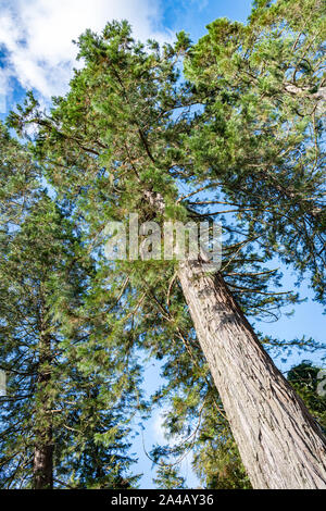 Un grand pin Arbre, Benmore Botantic Eachaig Strath, jardins, Ecosse Banque D'Images