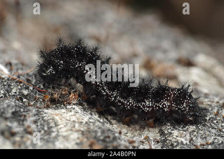 Marsh Fritillary butterfly Euphydryas aurinia (caterpillar) ramper sur un rocher. Tipperary, Irlande Banque D'Images