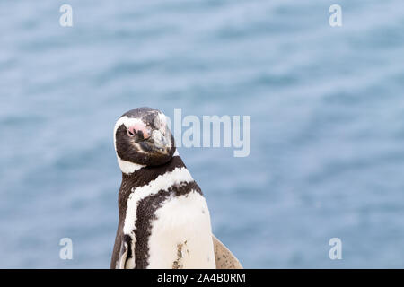 Serin cini de Caleta Valdes colonie de pingouins, Patagonie, Argentine. La faune de l'Argentine Banque D'Images