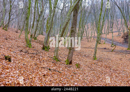 Lah Baciu Forêt. L'Organisation mondiale de la plupart des forêts hantées avec une réputation de bon nombre d'intenses activité paranormale. Banque D'Images