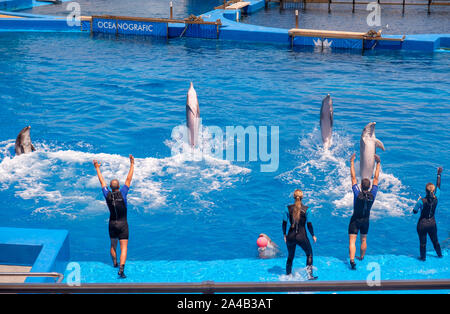 Spectacle de Dauphins à l'Aquarium Océanographique de la Cité des Arts et des Sciences de Valence, Espagne Banque D'Images