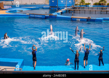 Spectacle de Dauphins à l'Aquarium Océanographique de la Cité des Arts et des Sciences de Valence, Espagne Banque D'Images