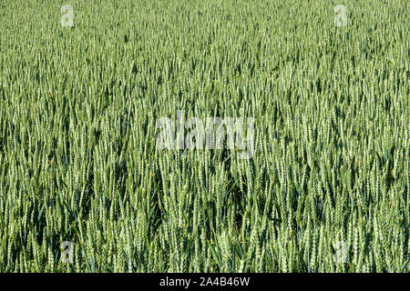 Capture d'écran plein de grain vert Banque D'Images