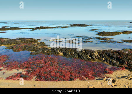 Plage avec rack de la commune Le Vieil sur l'île de Noirmoutier en l'Ile dans les pays de la Loire, région de l'ouest de la France Banque D'Images