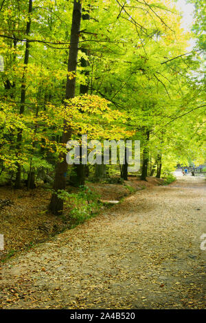Hêtre romantique alley dans le parc de l'automne. Montagnes Swietokrzyskie, Pologne. Banque D'Images