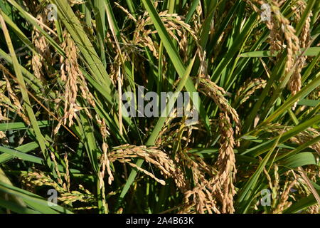 Vue rapprochée au jaune du riz mûr dans le domaine des grappes de feuilles vertes à l'automne en arrière-plan d'une journée ensoleillée. Banque D'Images