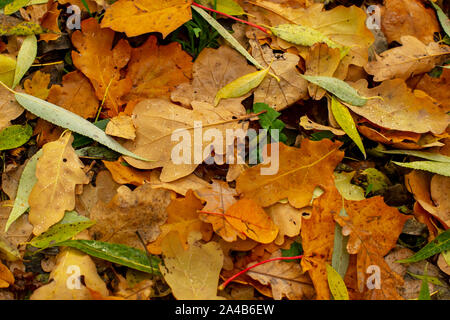 La texture des feuilles tombées de différentes espèces d'arbres sur le terrain. Banque D'Images
