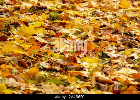 La texture des feuilles tombées de différentes espèces d'arbres sur le terrain. Banque D'Images