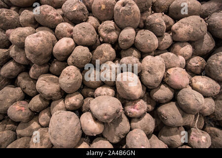 À la recherche sur le tas de pommes de terre non lavées à vendre dans un magasin d'alimentation Banque D'Images