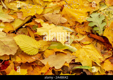 La texture des feuilles tombées de différentes espèces d'arbres sur le terrain. Banque D'Images