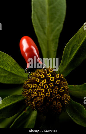 Insectes électroniques rss sur une fleur Banque D'Images