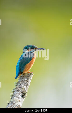 Portrait de Kingfisher Banque D'Images