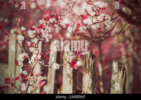 Floraison de fleurs blanches avec des branches d'un prunier avec des feuilles rouges sont éclairés par les rayons du soleil de printemps. Banque D'Images