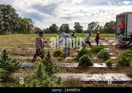 Paw Paw, Michigan - Travailleurs harvest hemp au chanvre Sylmar Company. De nombreux agriculteurs américains ont récolté leur première récolte en 2019 après la culture du chanvre a été Banque D'Images