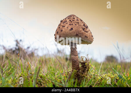 L'automne avec la belle "coulemelle" acrolepiota procerain «nom Latin' Banque D'Images