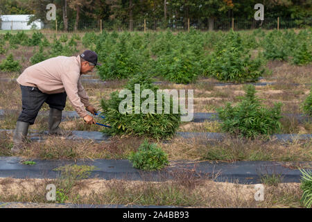 Paw Paw, Michigan - Travailleurs harvest hemp au chanvre Sylmar Company. De nombreux agriculteurs américains ont récolté leur première récolte en 2019 après la culture du chanvre a été Banque D'Images