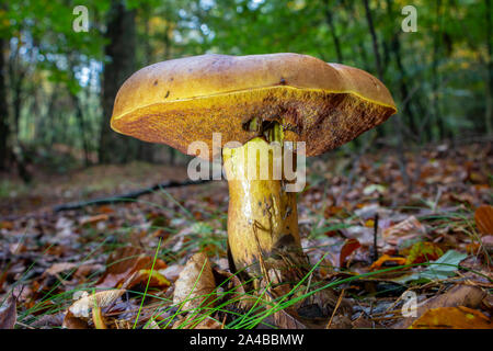 L'automne avec de beaux champignons bolets bay dans la forêt, photo prise dans le Parc National Dwingelderveld Banque D'Images