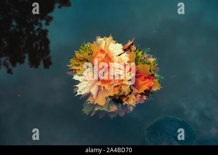 Superbe bouquet de feuilles d'érable colorées flotte dans l'eau froide de l'étang. Automne fond naturel pittoresque Banque D'Images