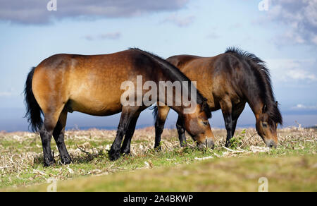 Poneys Exmoor pâturage sur Selworthy Beacon, Minehead, Somerset, UK Banque D'Images