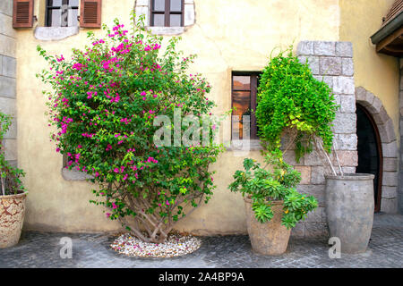 Les grandes plantes vertes en pots en pierre à côté de vieux bâtiments de style européen. Moyen Orient avec pots décoratifs thees et fleurs Banque D'Images