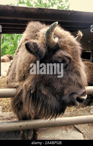 Sauver l'espèce. Le bison européen ou américain ou bison en paddock ou zoo. Grand bison bison brun de groupe. Bison sauvage avec des cornes. Bison animal en parc. Banque D'Images