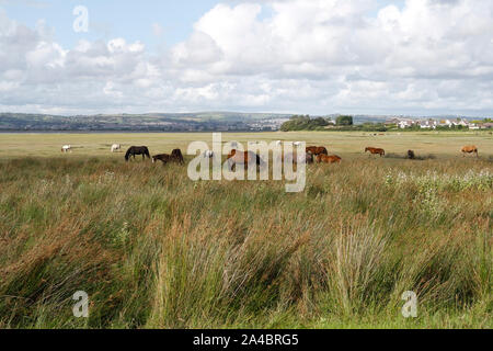 Troupeau de chevaux sauvages errant près de Crofty sur le marais de Llanrhidian sur la péninsule de Gower, pays de Galles Royaume-Uni, habitat de biodiversité du paysage gallois Banque D'Images