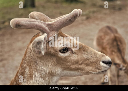 Traiter les animaux de la façon dont vous voulez être traité. Roebuck ou mâles buck chevreuil d'espèces. Les cerfs sauvages rougeâtre avec des animaux des bois. Famille ou troupeau de chevreuils buck. Cerfs européennes ou occidentales dans les pays fournisseurs. Banque D'Images