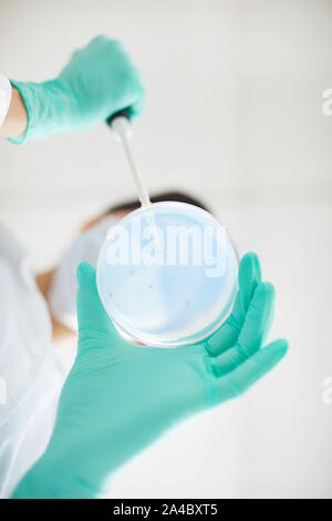 Directement au-dessous de la méconnaissable woman holding petri avec échantillons de test au cours de la recherche médicale, au laboratoire, copy space Banque D'Images