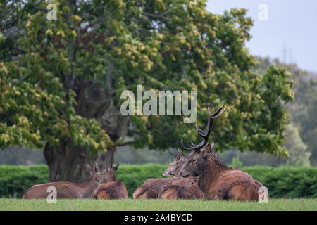 Groupe Séance de Red Deer, dont des hommes et des femmes portant des bois Hinds, photographié sur un jour de pluie en automne près de Burley, New Forest, Royaume-Uni Banque D'Images