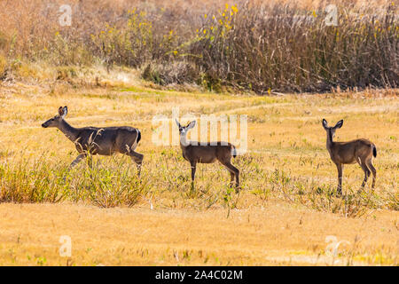 Une biche et deux faons broutent sur nouvelle croissance verte au San Luis National Wildlife Refuge dans la vallée centrale de Californie Banque D'Images