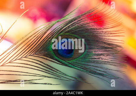 Belles plumes de paon coloré à des fins décoratives Banque D'Images
