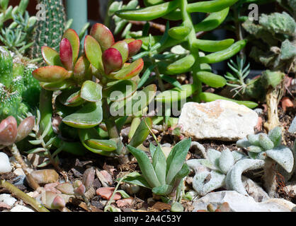 Cactus et plantes grasses mixtes dans un tonneau. Banque D'Images