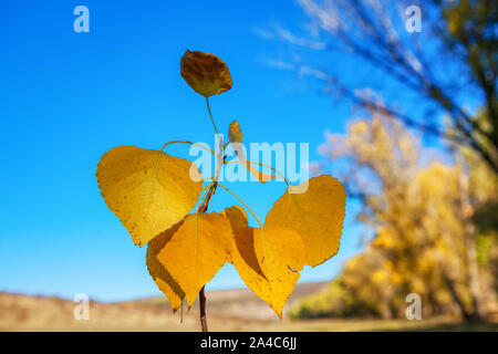 Close up image de feuilles jaunes d'automne contre le ciel bleu Banque D'Images