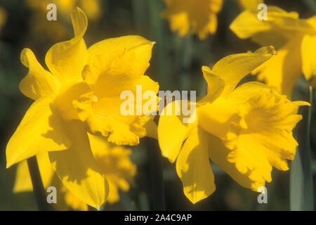 NARCISSUS (NARCISSES) 'Golden Harvest' Banque D'Images