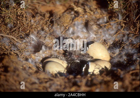 CYGNET (CYGNUS ATRATUS), CYGNE NOIR RÉCEMMENT ÉCLOS, RÉGION DES CHAMPS AURIFÈRES, AUSTRALIE OCCIDENTALE. Banque D'Images